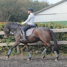 Dansk Varmblod Angelina