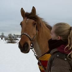 Anden særlig race Attilla