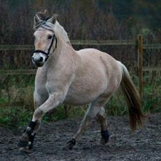 Fjordhest Hjorthøj's Tro