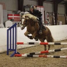 Haflinger Müsli (mullepigen-my Star) RIP:-(