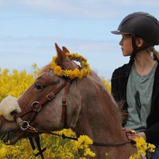 Hollandsk Sportspony Billy Boy