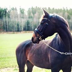 Dansk Varmblod Holmevangs Tess