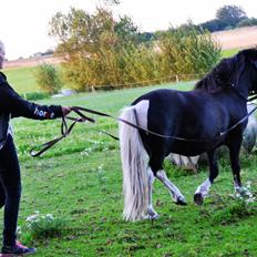 Anden særlig race Gizmo. (førhen Sky)