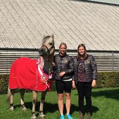 Fjordhest Mosegårdens ivanhoe