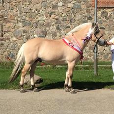 Fjordhest Mosegårdens ivanhoe