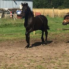 Frieser Vallentino De Chanel