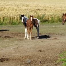 Dansk Varmblod Wakira jb