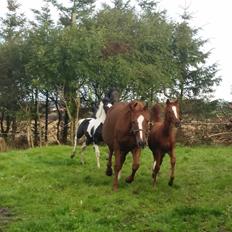 Dansk Varmblod Wakira jb