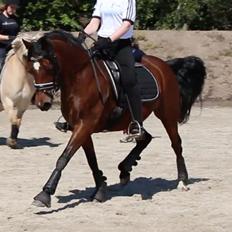 DSP Bæklunds Camikka