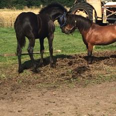 Shetlænder Sander ( solgt )