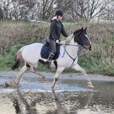 Pinto Randrupmølles Grace Kelly