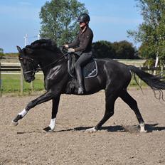 Dansk Varmblod Deus Ex