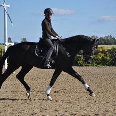 Dansk Varmblod Deus Ex