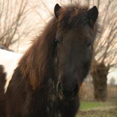 Islænder Depla fra Isstod