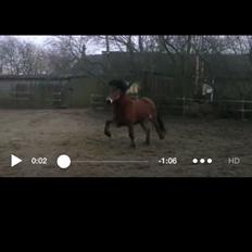 Islænder Náttfari fra Ll. Hafmey