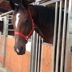 Dansk Varmblod Willma