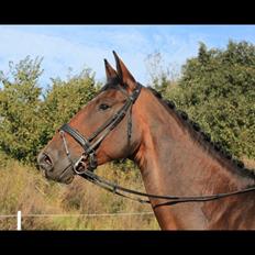 Dansk Varmblod Willma