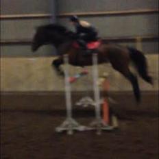 Dansk Varmblod Willma