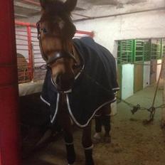 Tysk Oldenburger Lemon