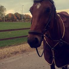 Tysk Oldenburger Lemon