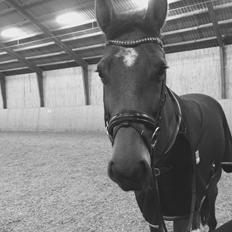 Tysk Oldenburger Lemon