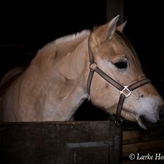 Fjordhest Lærke Rud