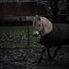 Fjordhest Lærke Rud