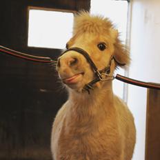 Amerikansk Miniature Birchwood UK Remarkable Ranger