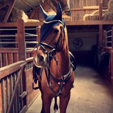 Anden særlig race EHC's Lamirz