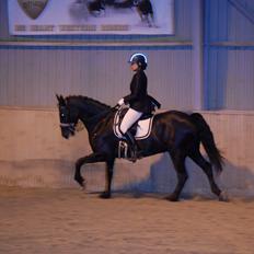 Welsh Partbred (Sec F) Chili´s Zappa