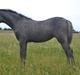 Welsh Pony (sec B) Bjerregårds miss royal surpreame