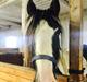 Irish Cob Sir Quintus Maximus (Quintus)