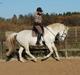 Lipizzaner Incitato 
