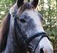 Anden særlig race Nørballes Beauty Areme SOLGT