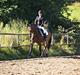 Oldenborg Paddington Skrold