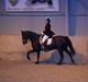 Welsh Partbred (Sec F) Chili´s Zappa