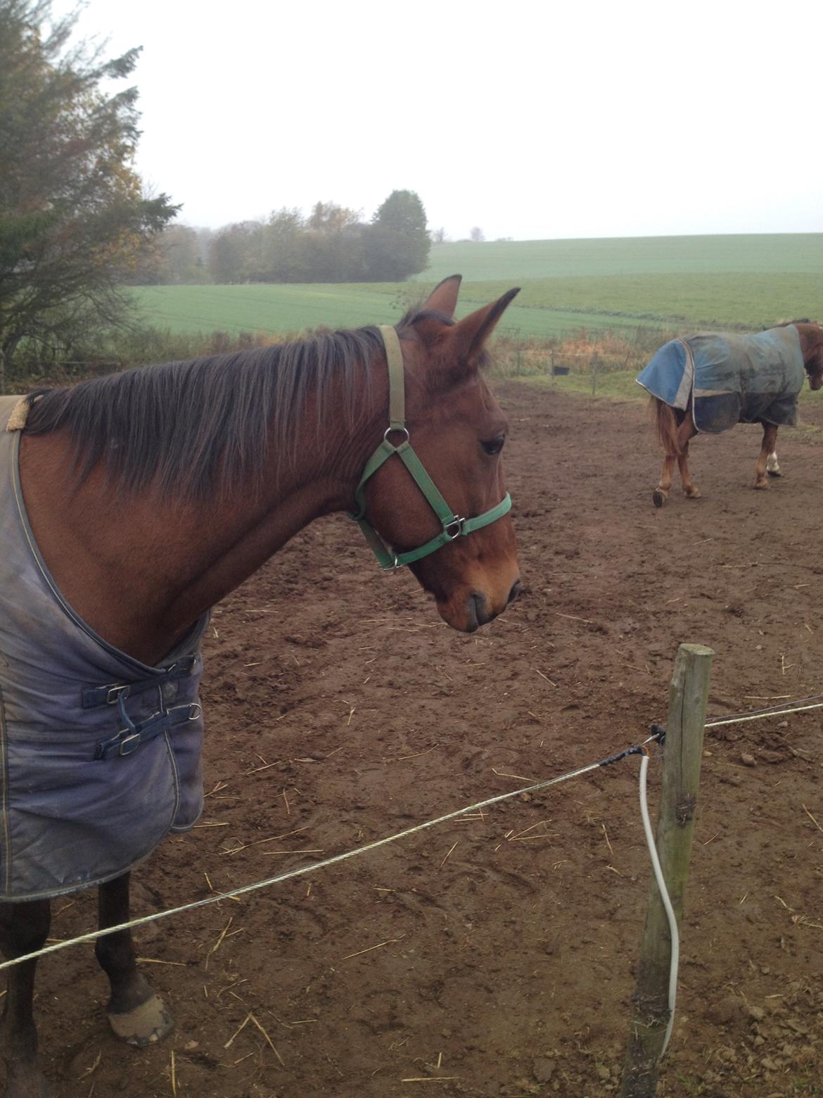 Dansk Varmblod Ayoe billede 6