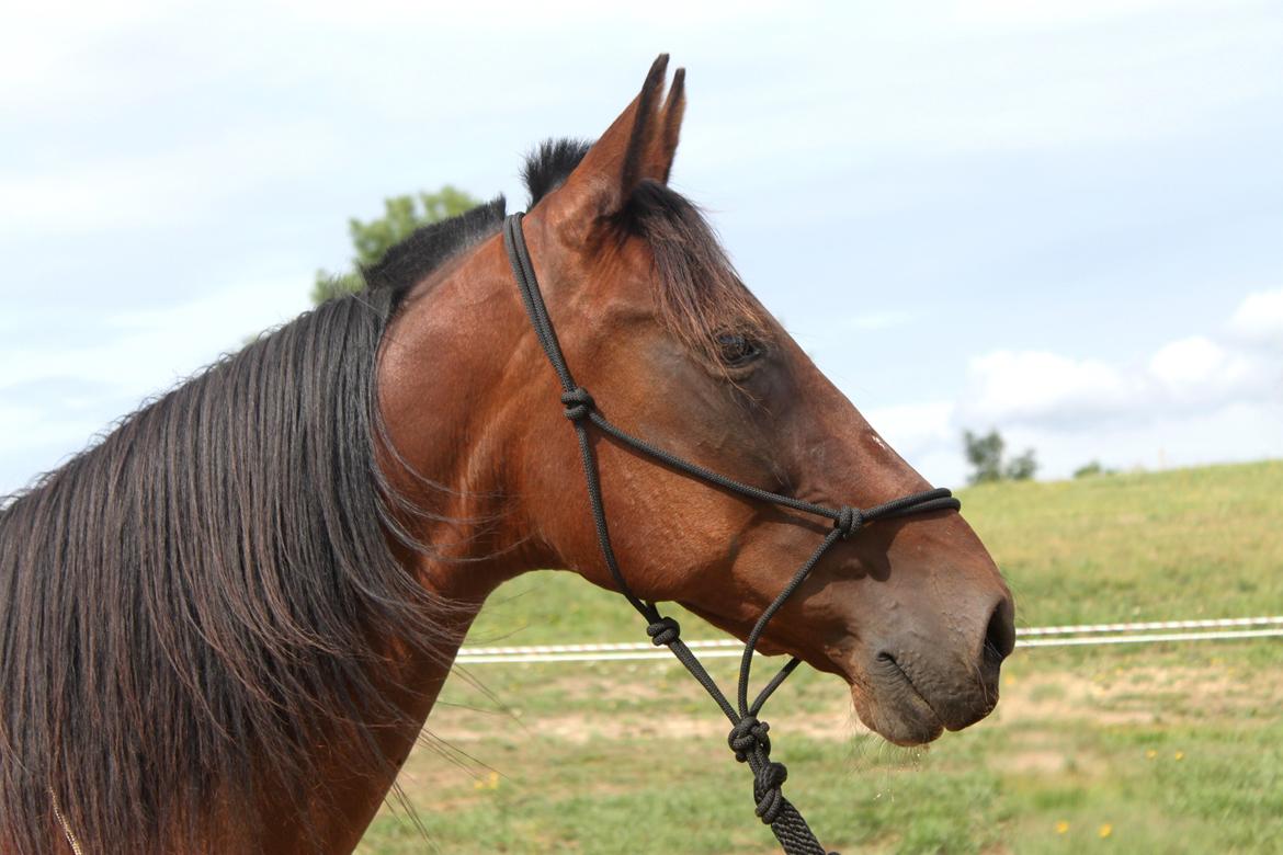 Traver Borlis Alf billede 10