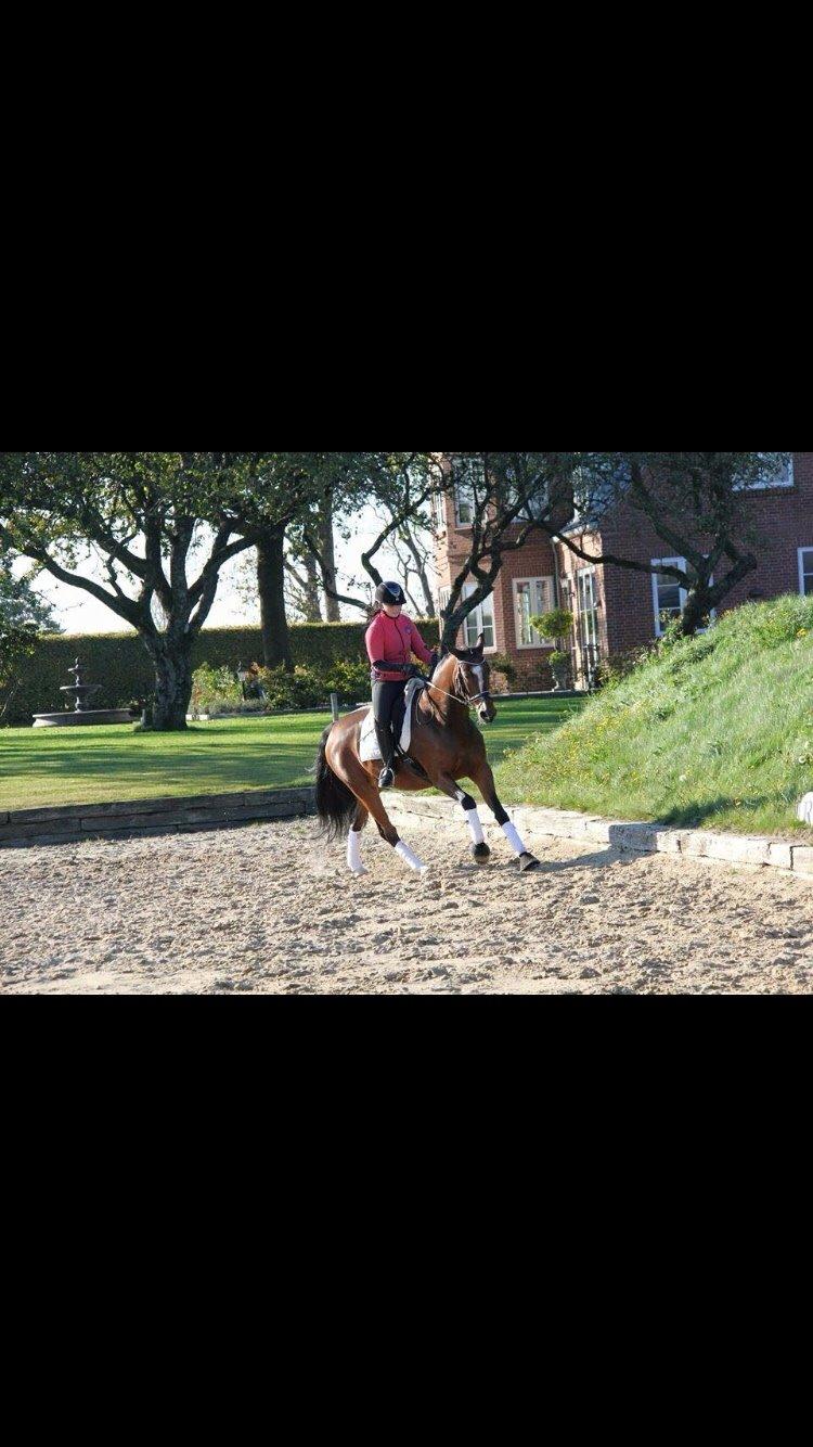 Tysk Oldenburger Lilly Marleen (Lille Lilly) billede 15