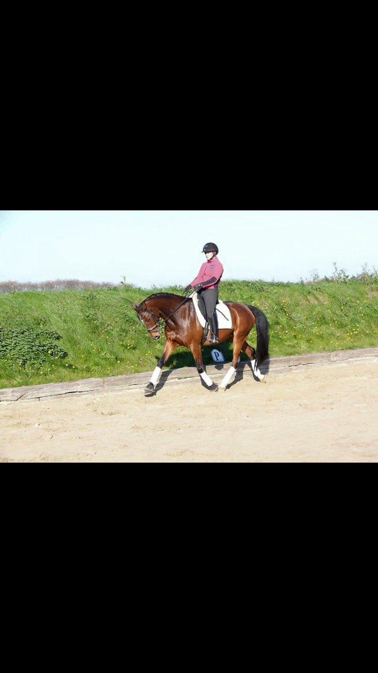 Tysk Oldenburger Lilly Marleen (Lille Lilly) billede 17