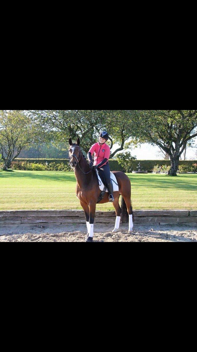 Tysk Oldenburger Lilly Marleen (Lille Lilly) billede 19