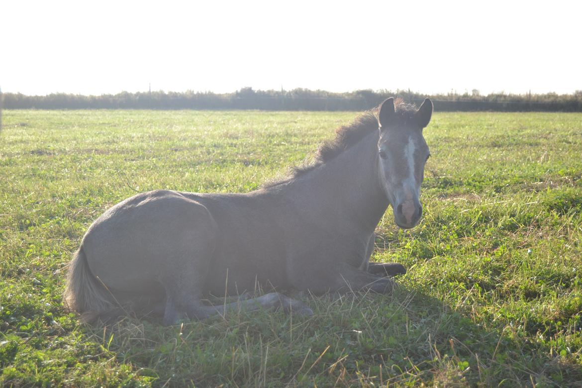 Welsh Pony (sec B) Bjerregårds miss royal surpreame billede 2