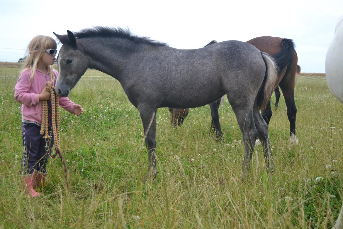 Welsh Pony (sec B) Bjerregårds miss royal surpreame billede 4