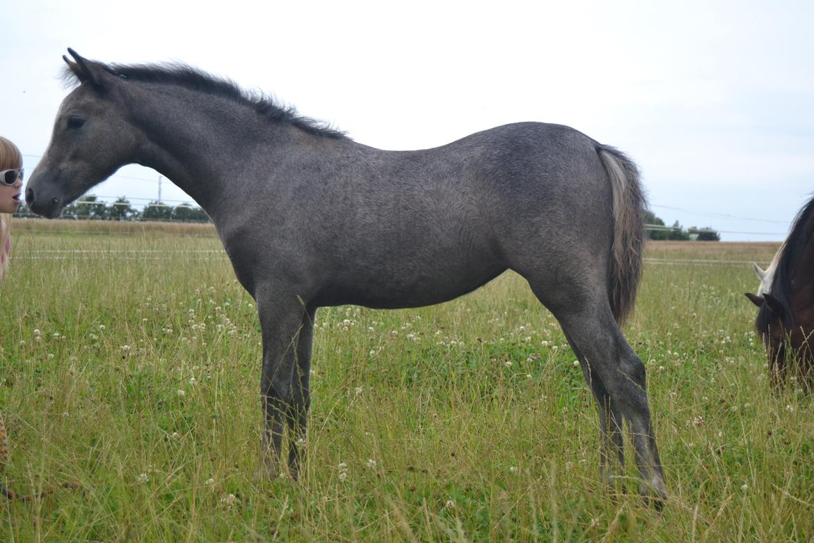 Welsh Pony (sec B) Bjerregårds miss royal surpreame billede 1