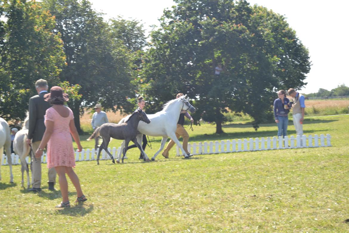 Welsh Pony (sec B) Bjerregårds miss royal surpreame billede 6