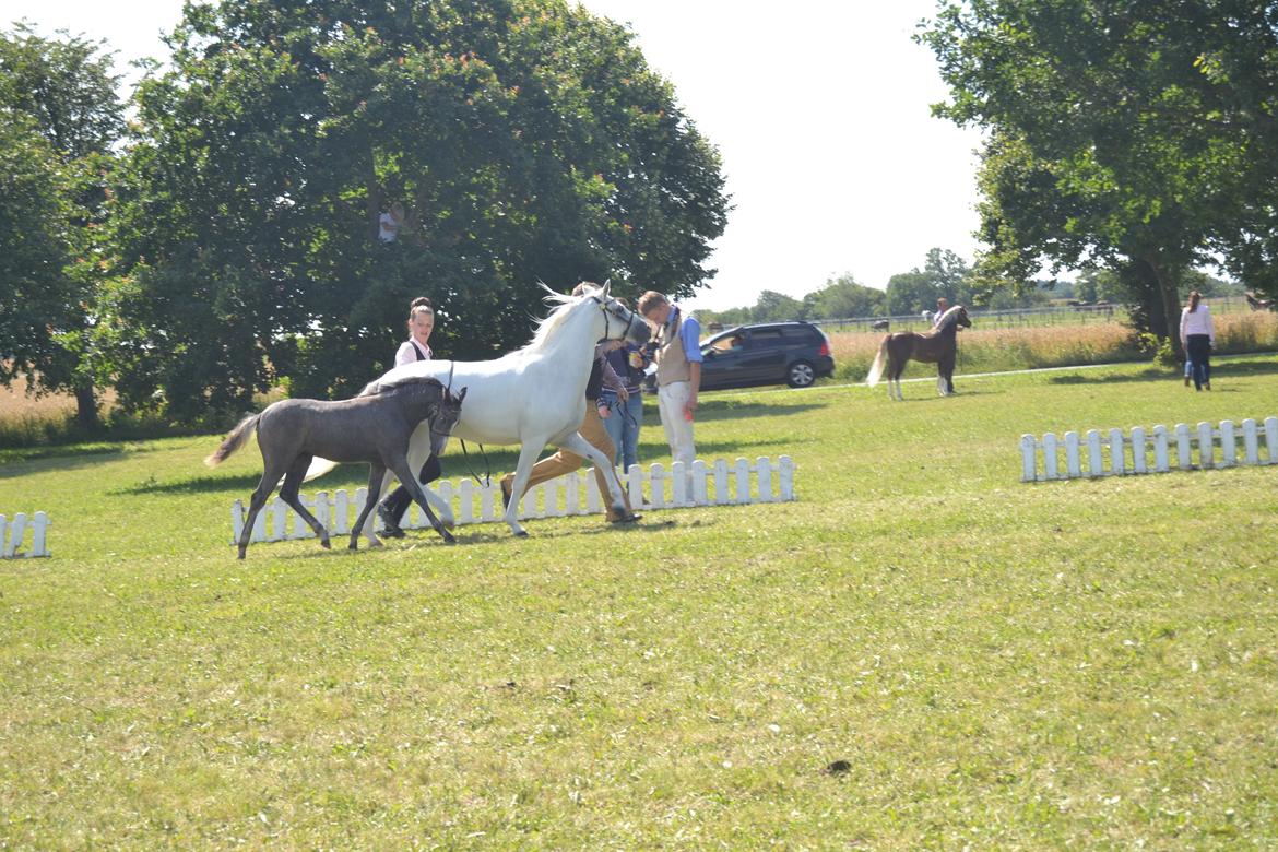 Welsh Pony (sec B) Bjerregårds miss royal surpreame billede 7