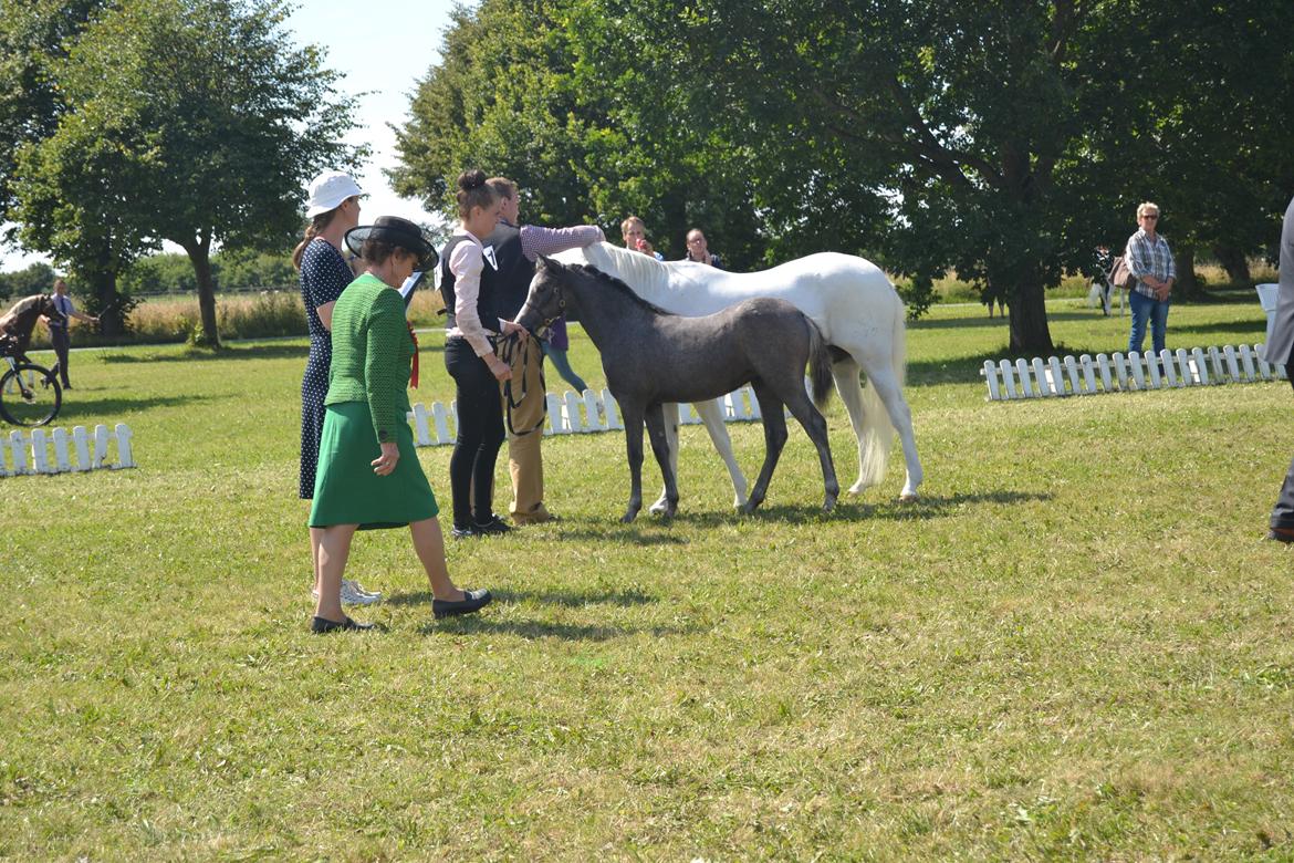 Welsh Pony (sec B) Bjerregårds miss royal surpreame billede 5