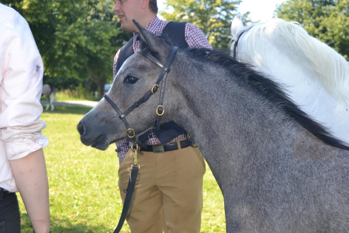 Welsh Pony (sec B) Bjerregårds miss royal surpreame billede 9