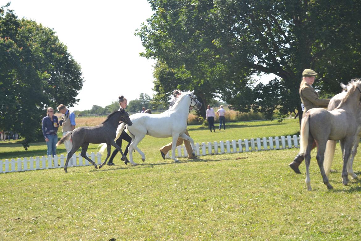 Welsh Pony (sec B) Bjerregårds miss royal surpreame billede 8