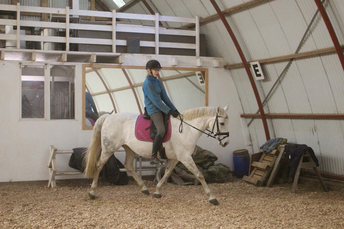 Dansk Varmblod Stella billede 17